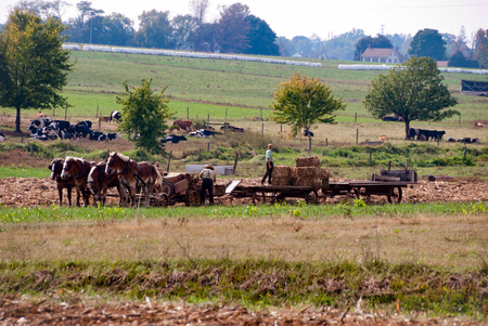 Amish Farmers Working with There Horses on Sunny Autumn Day, Harvesting the Fieldsの写真素材