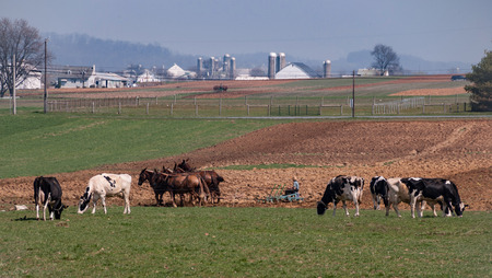 Amish Farmer Plowing the field and Cows Feeding on a Spring Dayの写真素材