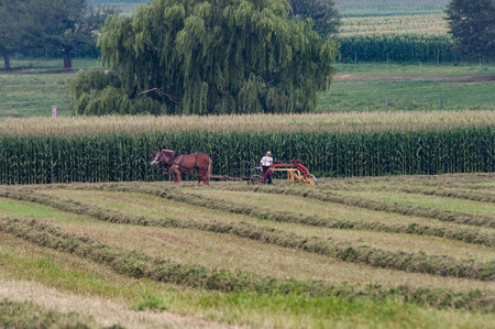 Amish Farmers Harvesting the Crop on a Sunny Autumn Day, with the Horses Pulling the Farm Equipmentの写真素材