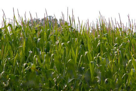 A Close Up of a Green Corn Field on a Warm Summer Dayの写真素材