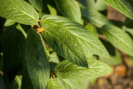 Close-up of Green Leaves on a Bush on a Sunny Dayの写真素材