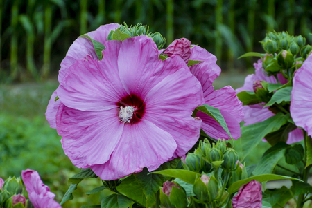 Closeup Pink Flower with green Background on a summer dayの写真素材