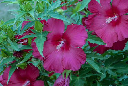 Hot pink flowers with green leaves on a sunny dayの写真素材