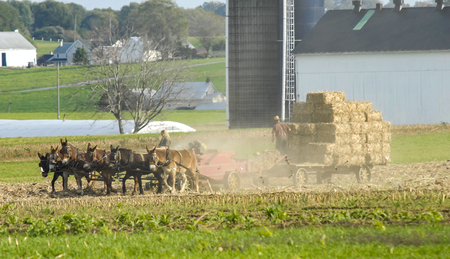Amish Family Harvesting the Fields With a 6 horse Team on a Warm Autumn Sunny Day dust and dirt Blowingの写真素材