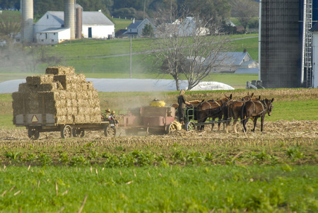 Amish Family Harvesting the Fields With a 6 horse Team on a Warm Autumn Sunny Day dust and dirt Blowingの写真素材