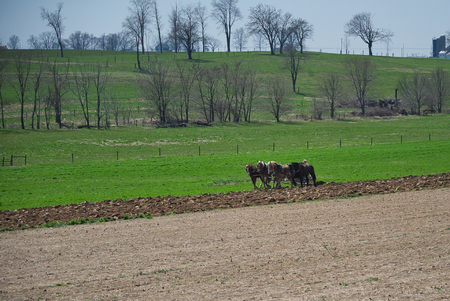 Amish Farmer Turning the Soil Pulled by a team of Horses on a Spring Dayの写真素材