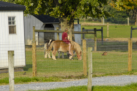 Young Amish Girl Riding Pony on a Sunny Dayの写真素材