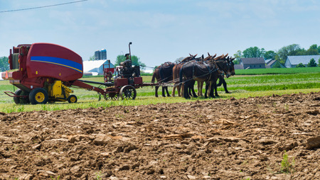 Amish Farmer Harvesting the Fall Cropの写真素材