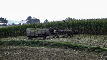 Amish Farmers Harvesting Their Crops on an Autumn Day with Teams of Horsesの写真素材