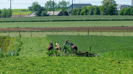 Amish Farmers Harvesting there Crops in Summerの写真素材