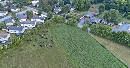 Aerial View of Amish Cows in Field on a Summer Dayの写真素材