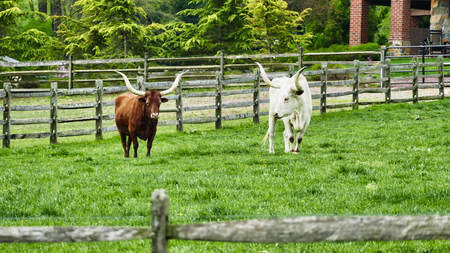 Long Horn Steers Grazing in fieldの写真素材