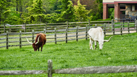 Long Horn Steers Grazing in fieldの写真素材