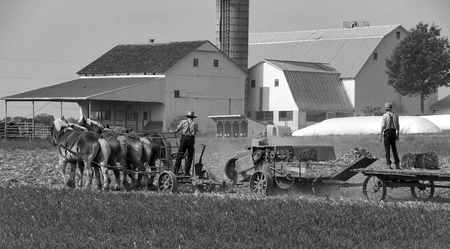 Amish Father and Son Harvesting the Fields on a Autumn Dayの写真素材