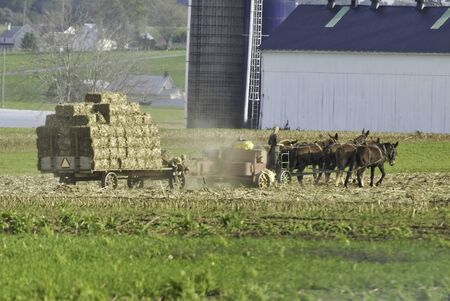 Amish Family Harvesting the Fields on an Autumn Dayの写真素材