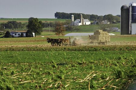 Amish Family Harvesting the Fields on an Autumn Dayの写真素材
