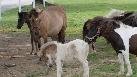 Horses, Ponies and Miniature Ponies playing and Grazing in the Amish Fieldの写真素材