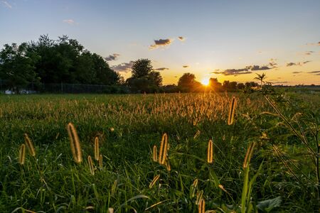 A View on a Sunset Giving a Golden Look to Plant Plumes on a Summer Eveningの写真素材