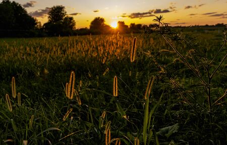 A View on a Sunset Giving a Golden Look to Plant Plumes on a Summer Eveningの写真素材