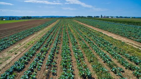 An Aerial View of Farm Agriculture Plants in Rows on a Summer Day as Seen by a Droneの写真素材