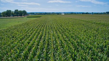 An Aerial View of Farm Agriculture Plants in Rows on a Summer Day as Seen by a Droneの写真素材