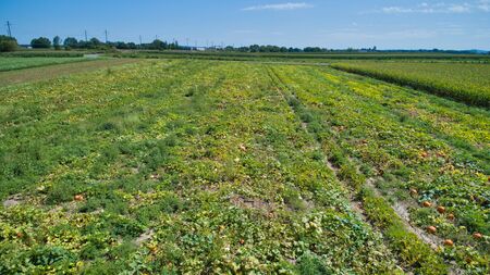 An Aerial View of Farm Agriculture Pumpkin Plants in Rows on a Summer Day as Seen by a Droneの写真素材