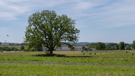 Lonely Tree on Amish Farmland that was just Harvest on a Sunny Summer Dayの写真素材