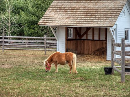 View of a Miniature Horse Feeding on Grass in the Pasture on a Summer Dayの写真素材