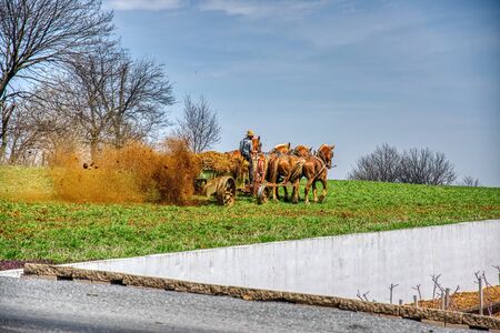 4 Horses Pulling an Antique Amish Manure Spreader so Farmer can Fertilize the Field on a Blue Sky Dayの写真素材
