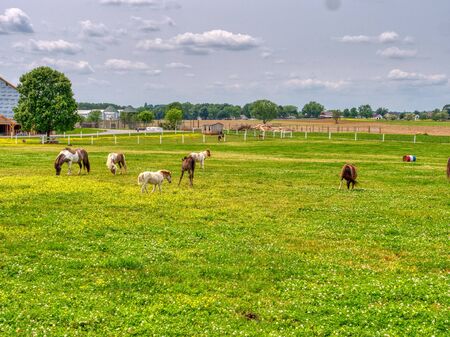 Ponies and Miniature Ponies Grazing in Field on a Sunny Summer Dayの写真素材
