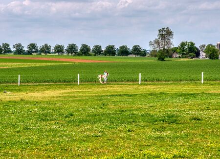 Amish Girl Training and Running with a Young Pony on a Sunny Summer Dayの写真素材