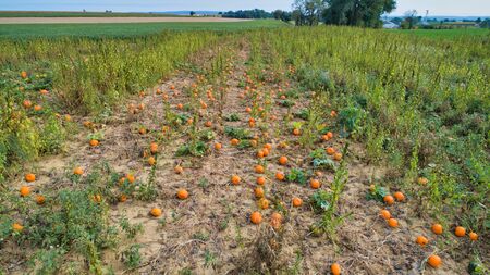 Aerial downward view of pumpkins growing in the fields on a sunny day