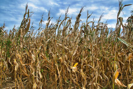 A cornfield under a blue cloudy skyの写真素材
