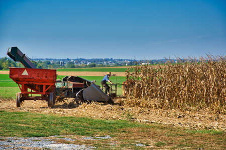 Intercourse, Pennsylvania, October 2019 - Amish farmer harvesting is corn with a team of horses pulling a gas engine powered harvester on a sunny dayのeditorial素材
