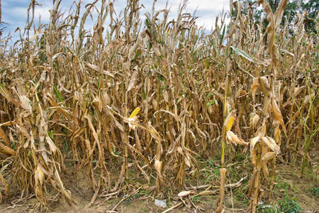 A dried cornfield with brown leaves