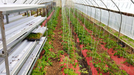 Poor Man's Green House with New Tomato Plants Growingの写真素材