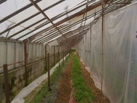Poor Mans Green House with New Tomato Plants Growingの写真素材