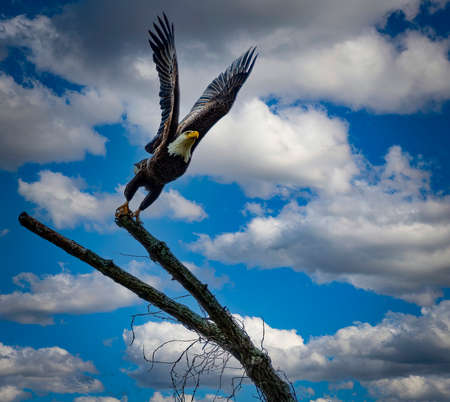 A View of A Bald Eagle Taking Off With Wings Spread From a Branch Looking Ahead on a Sunny Dayの写真素材
