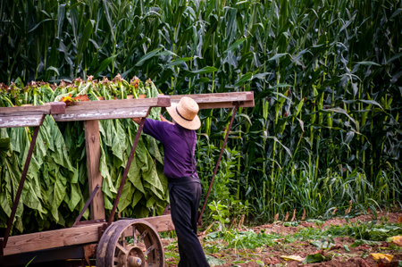 A View of an Amish Man Putting Harvested Tobacco on a Wagon to Bring To Barn for Drying on a Sunny Summer Day.の写真素材