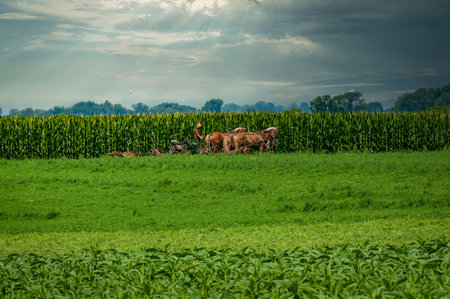 View of an Amish Farmer Using Four Horses to Cut Alfalfa for Harvesting on a Sunny Summer Dayの写真素材