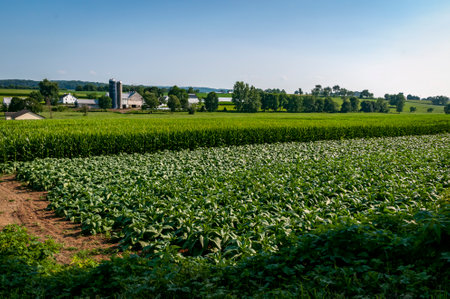 A View of Farmlands with Fields of Corn and Alfalfa, Barns and Silos on a Sunny Summer Dayの写真素材