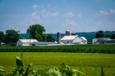 View of Farmlands with Fields of Corn and Alfalfa, Barns and Silos on a Sunny Summer Dayの写真素材