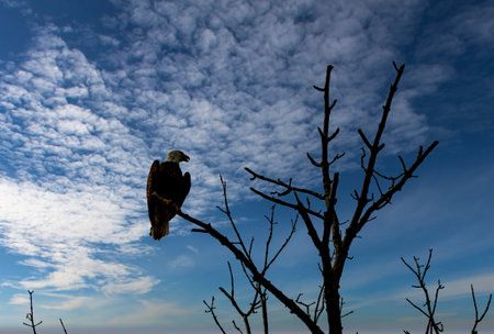 A View of a Bald Eagle Perched on a Tree Branch Looking for Food on a Sunny Spring Dayの写真素材