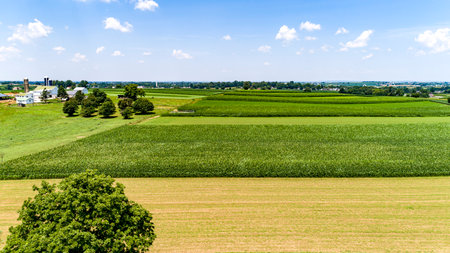 An Aerial View of Rows of Growing Corn, in Multiple Patches for Green Fields, Near a Farm Homestead, on a Sunny Dayの写真素材