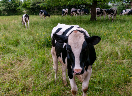 A Group of Cows While Grazing Came Up to Wall for a Close Up on a Spring Dayの写真素材