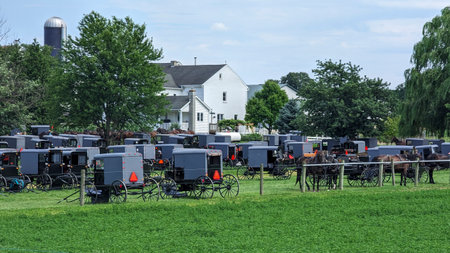 A Large Group of Amish Horse and Buggies for an Event, in Lancaster, Pennsylvania on a Sunny Summer Dayの写真素材
