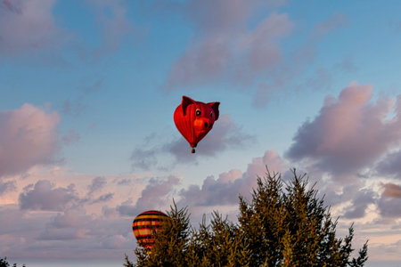 Bird in Hand, Pennsylvania, September 14, 2023 - A pig-shaped hot air balloon floats whimsically against a sunset sky, offering a unique and playful sight in a ballooning event.のeditorial素材