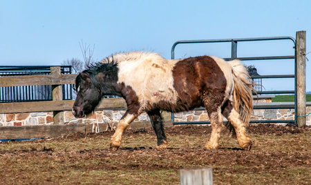 A brown and white horse is walking in a field. The horse is surrounded by a fence and he is in a peaceful environmentの写真素材