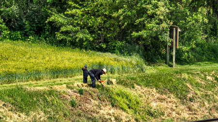 Ronks, Pennsylvania, USA, May 18, 2023 - An Amish man is picking wild flowers with his son, on a Summer Dayのeditorial素材