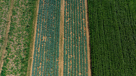 An expansive aerial perspective displays neatly arranged rows of crops in different colors and textures. The landscape embodies the beauty of agricultural diversity and productive farmland.の写真素材